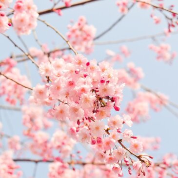 Washingtoni kirsiõite tipptase prognoositakse märtsi keskpaigaks